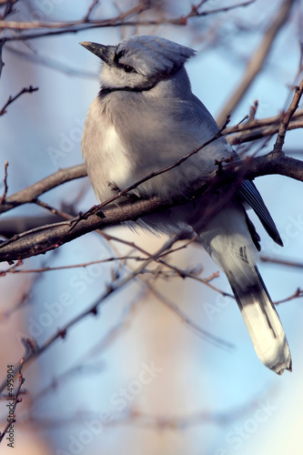 blue jay perched on tree limb
