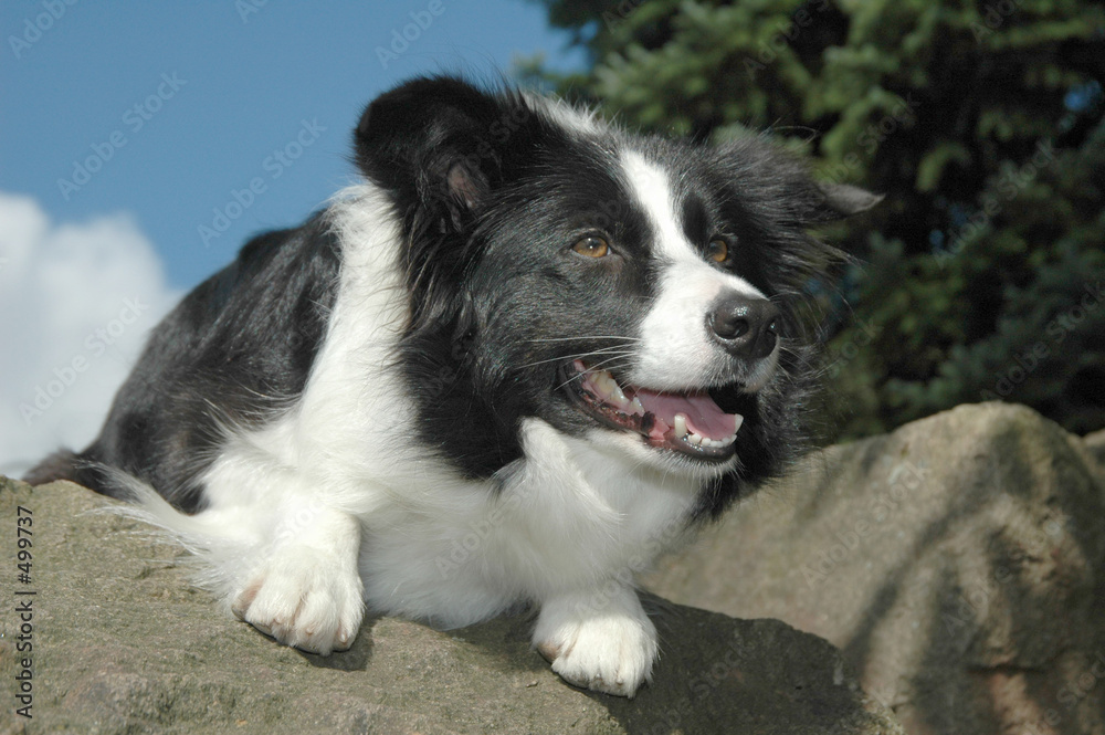 border collie border collie