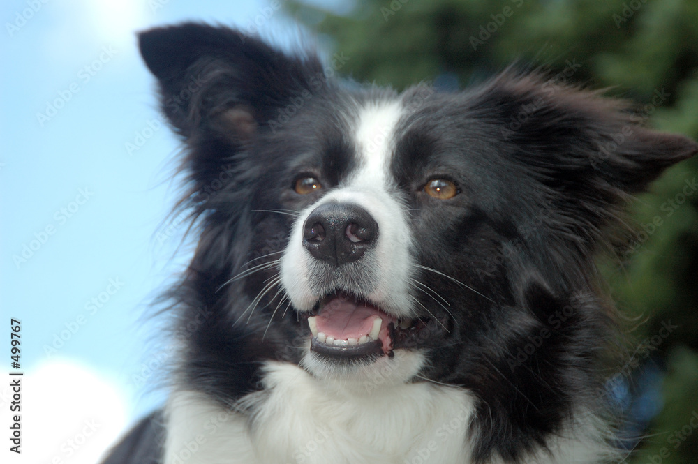 border collie border collie