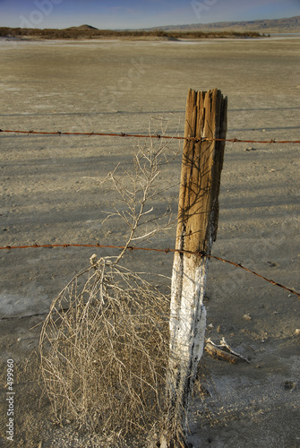 desert tumbleweed and fencing