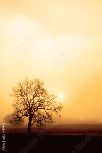 fog, oak and sun in sepia