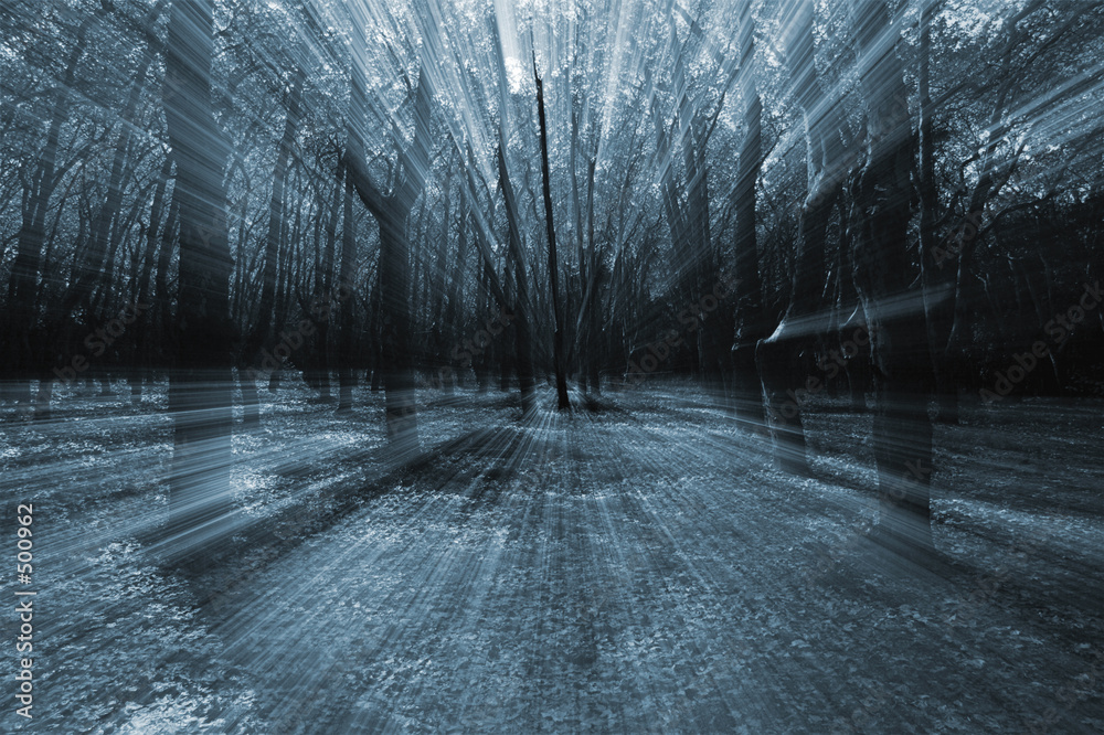 Φωτογραφία mistery forest