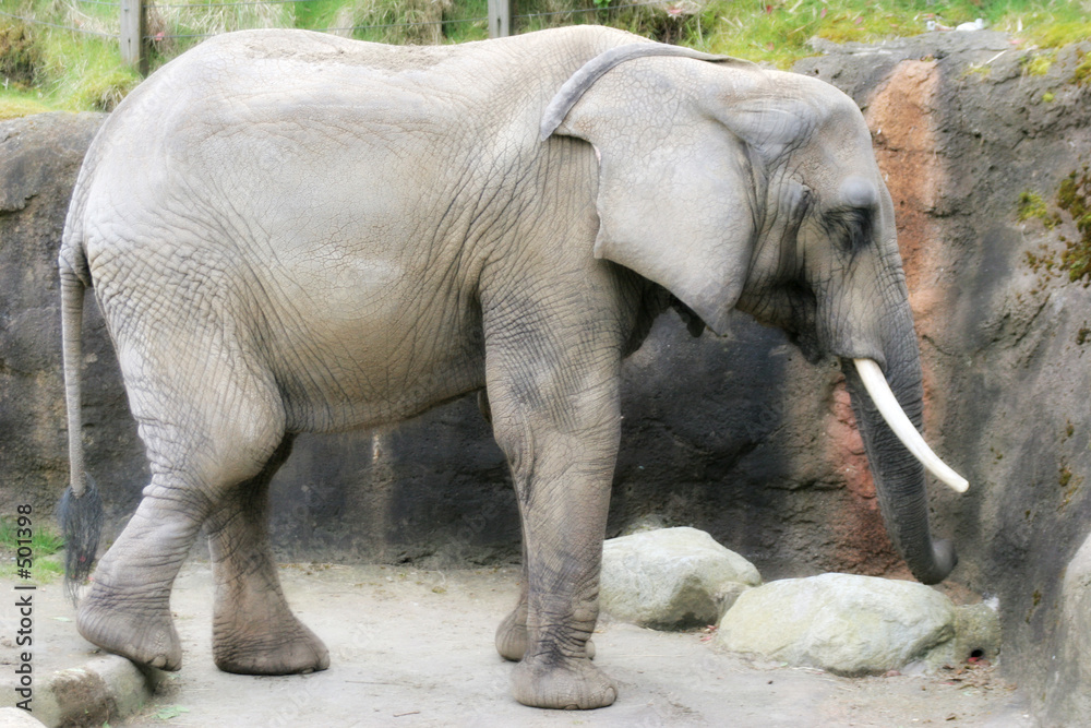 Fototapeta premium elephant with tusks