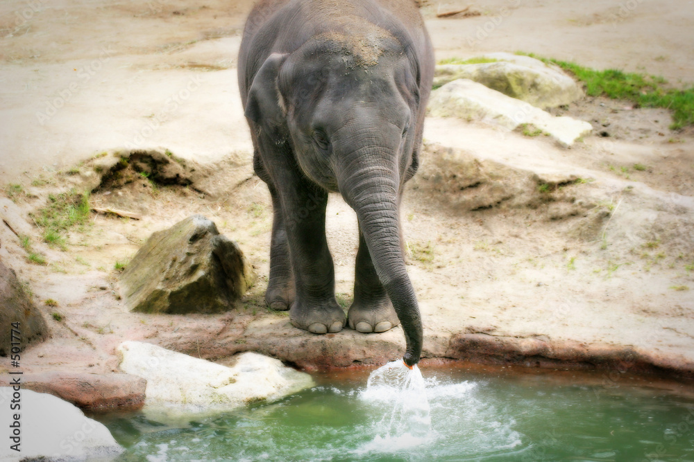 Fototapeta premium squirting elephant