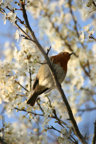 robin amongst blossom photo