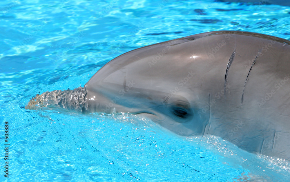 Fototapeta premium head shot of dolphin in crystal blue waters at a show in spain