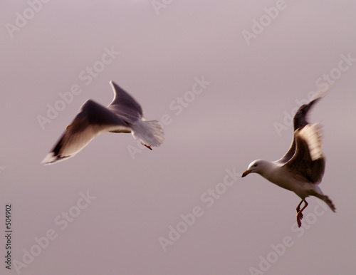 two gulls in flight