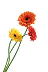 Handdoek met foto Gerbera Oranje en gele gerbera samen  © quayside