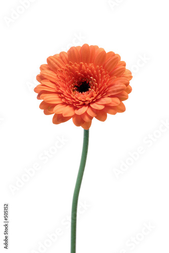 red gerbera