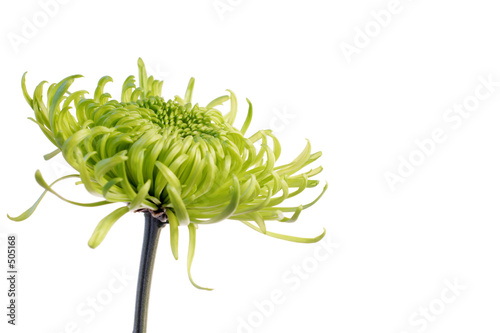 green shamrock chrysanthemum