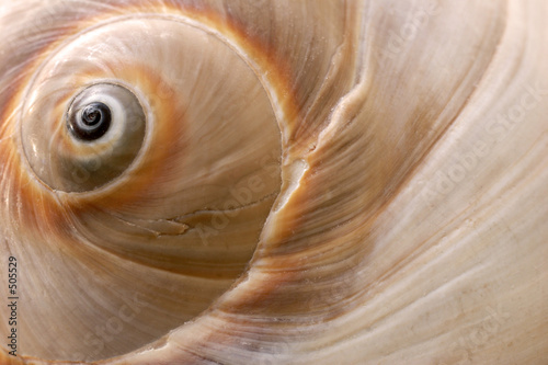 Fotografia seashell