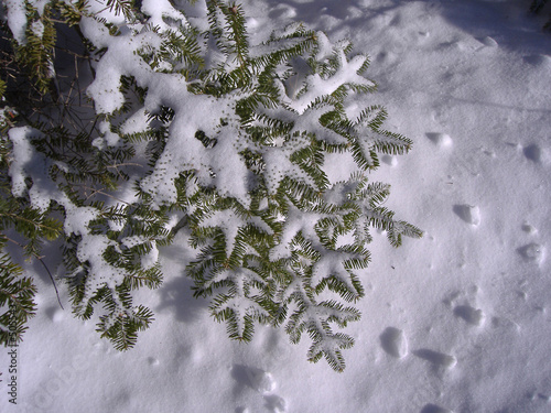 branche sur neige