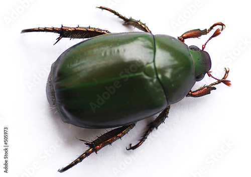 green carab beetle