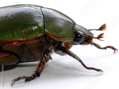 green carab beetle