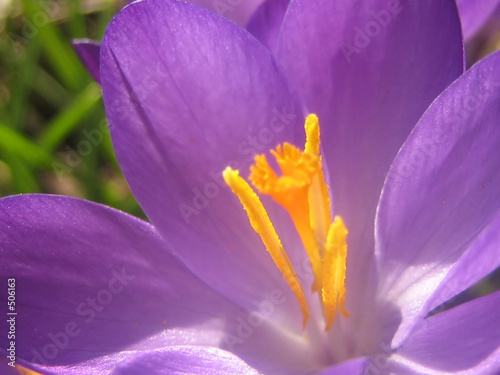 snow crocus