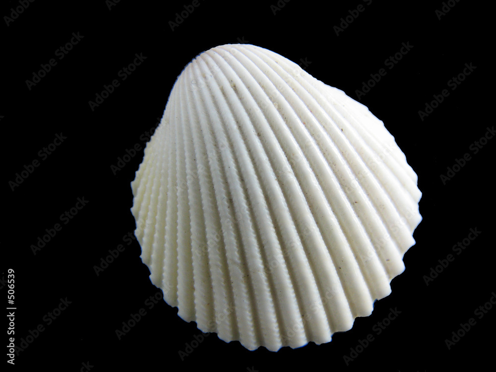 Photography bivalve shell