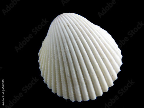 bivalve shell photo