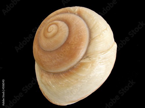 gastropod photo