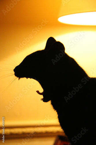 roaring cat photo