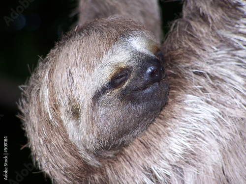 sleeping sloth photo
