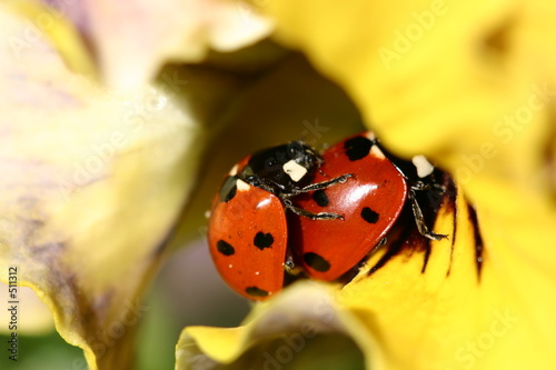 coccinelles amoureuses 2