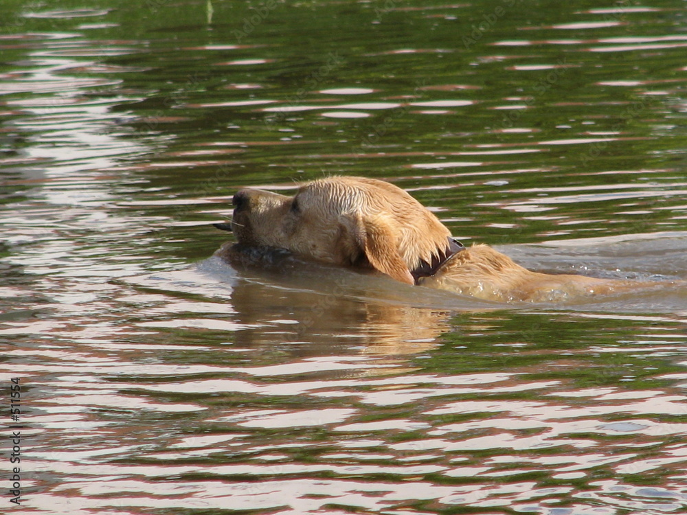 Fototapeta premium labrador