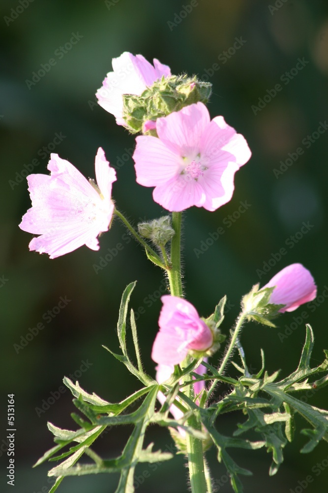 mallow