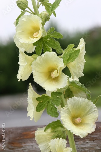 hollyhock