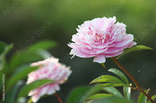 pink peony