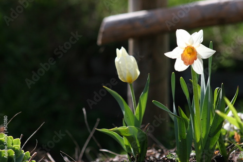 easter daffodils