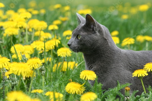cat in the dandelions