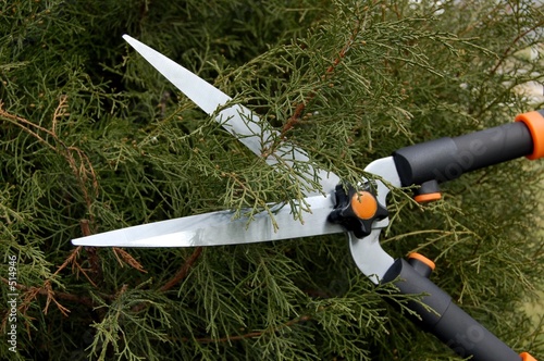 trimming a shrub