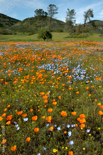 california spring wildflowers and oak woodland