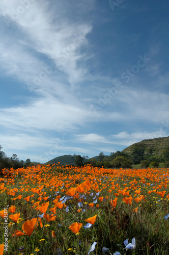 california poppy fields