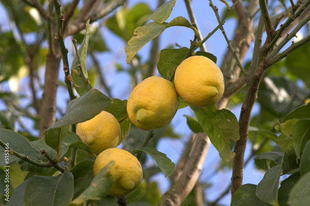 limonero limonero