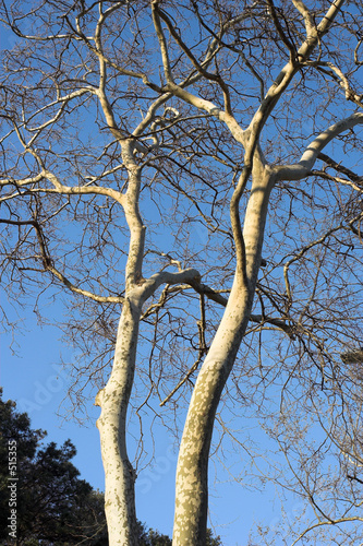 árboles en invierno