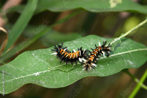 caterpillars © Vonora