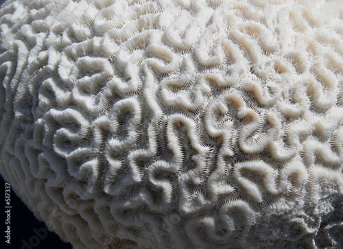 coral texture
