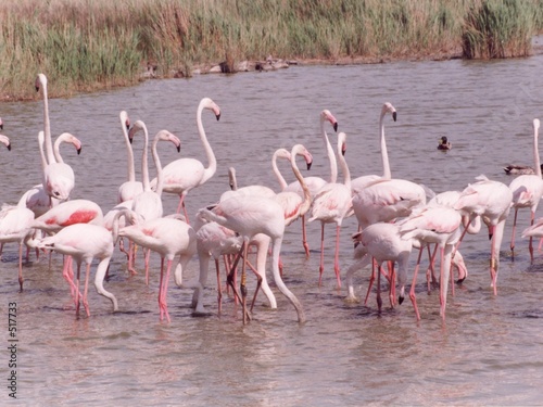 flamants rose