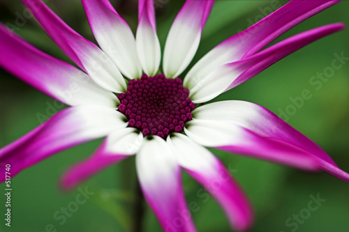 Fotografia senettie magenta bicolour