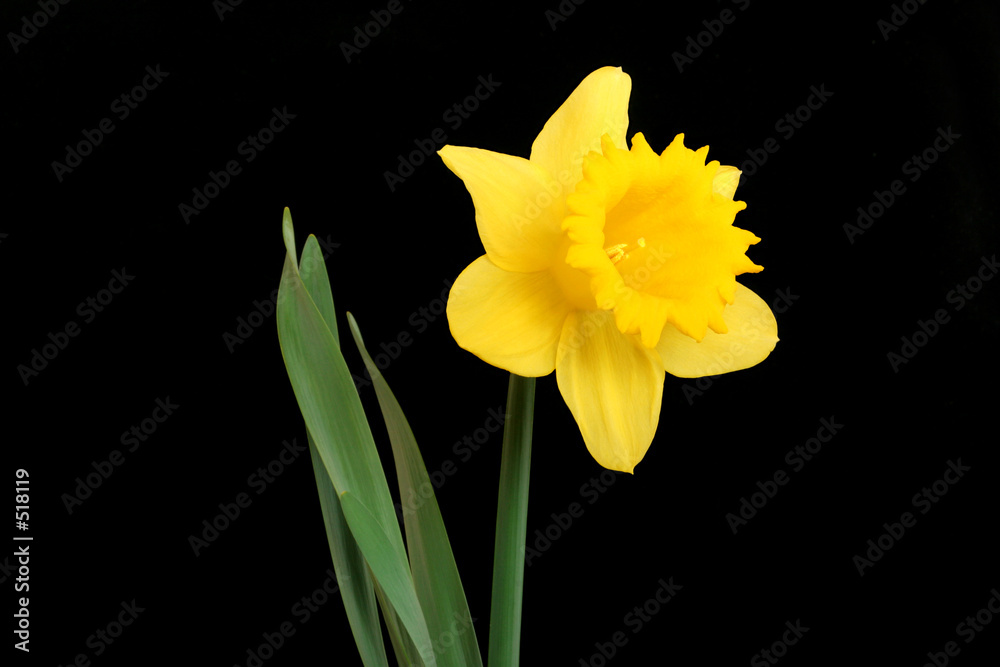 the daffodil, emblem of wales the daffodil, emblem of wales