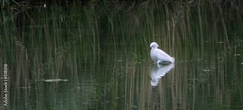 egad, an egret #2