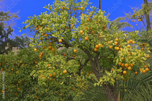 séville oranger
