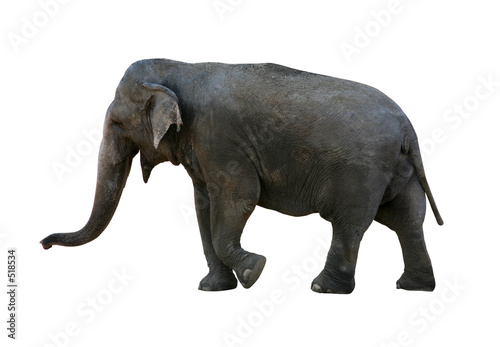 elephant with clipping path