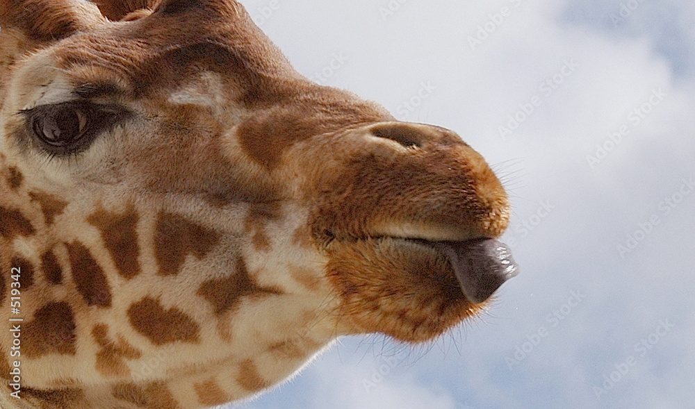 Fotografia girafe n°2