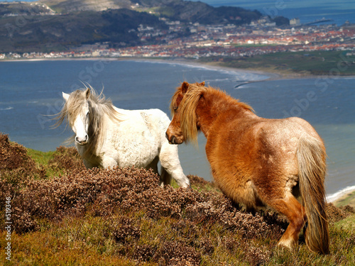 Fototapeta two ponies on conwy mountain