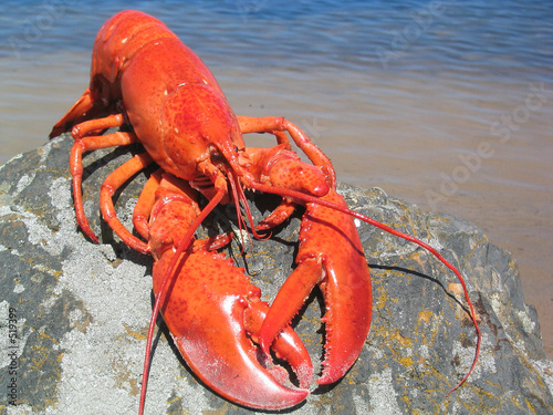 summer lobster