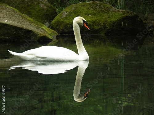 swan in water
