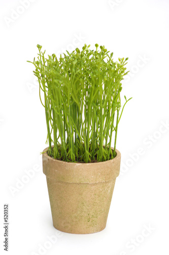 spring sprouts