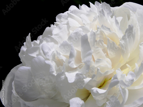 flower03040406